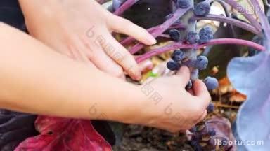 女人用温柔的双手采摘球芽甘蓝的小果实，拿在手里